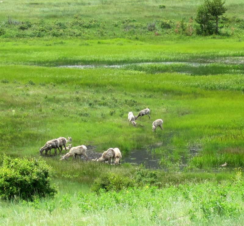 Camping at Moraine Park, Rocky Mountain National Park. Bighorn sheep in the meadow.