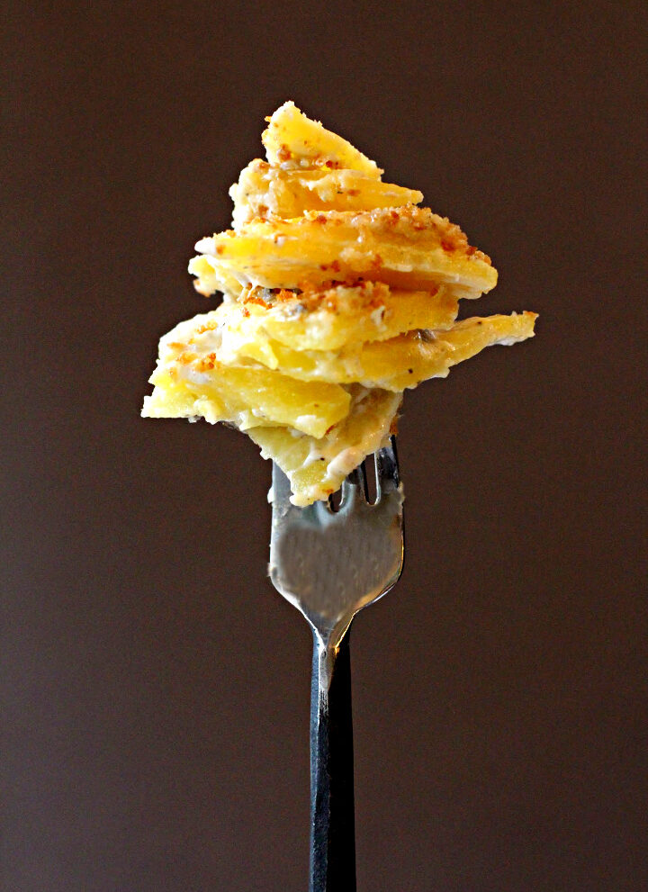 Potatoes Dauphinoise Potato Casserole with blue cheese. On a fork.