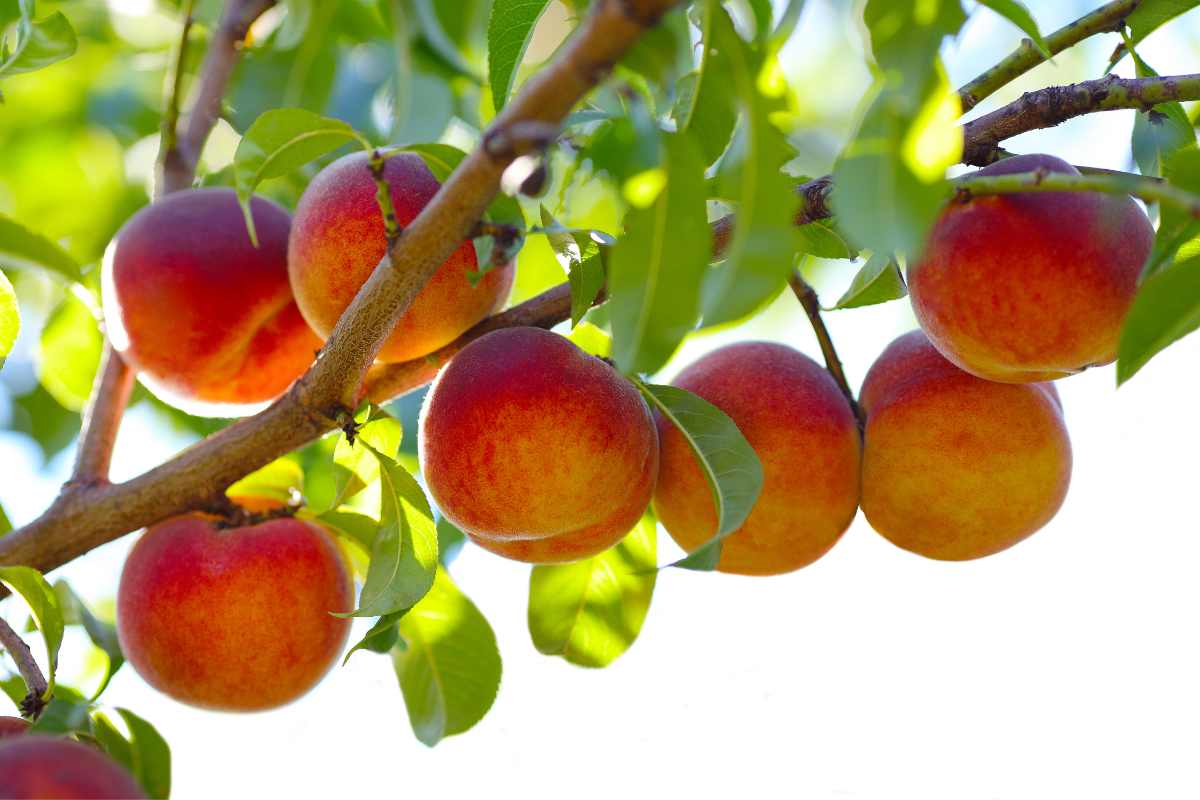 Ripe peaches on a peach tree.
